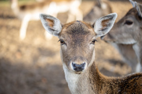 Stock Image: Face of a female deer close up