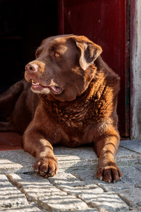 Stock Image: Faithful Watch: Brown Labrador Resting by the Front Door, Gazing Out