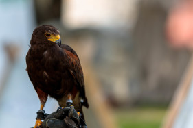 Stock Image: Falcon