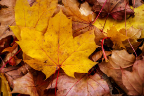 Stock Image: Fall leaves background