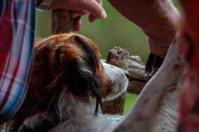 Stock Image: Family dog