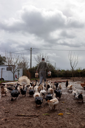 Stock Image: Farmer feeds ducks, chickens and turkeys