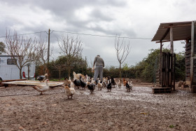 Stock Image: Farmer feeds ducks, chickens and turkeys