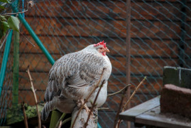 Stock Image: Fat chicken sitting on a tree trunk