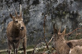 Stock Image: female capricorn