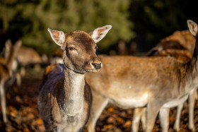 Stock Image: Female deer looks bored at the camera