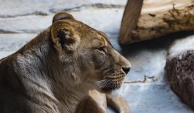 Stock Image: female lion portrait