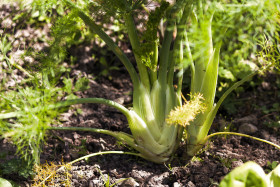 Stock Image: fennel cultivation