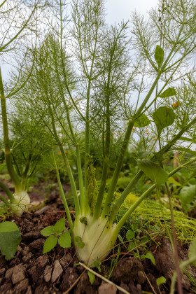 Stock Image: Fennel in the field