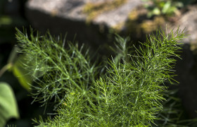 Stock Image: fennel leaves