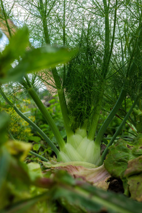 Stock Image: Fennel thrives in the field