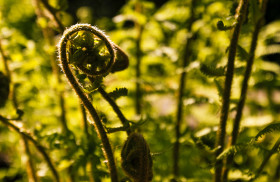 Stock Image: fern bracken