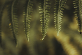 Stock Image: fern macro background