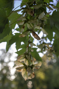 Stock Image: Field maple (Feldahorn) seeds on the tree