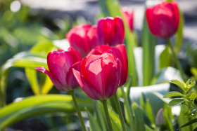 Stock Image: Field of pink tulips, Netherland