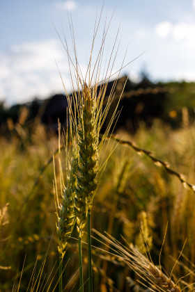 Stock Image: field of wheat