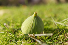 Stock Image: Fig fruit has fallen from the tree and lies in a meadow