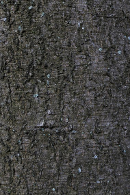 Stock Image: fine bark tree texture