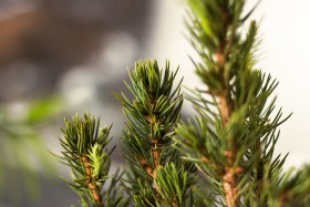 Stock Image: fir branches