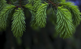 Stock Image: fir branches
