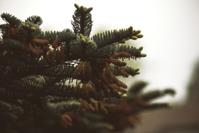 Stock Image: fir branches sepia touch