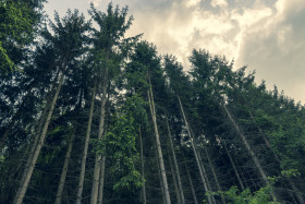 Stock Image: fir forest