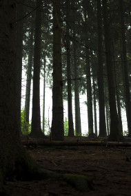 Stock Image: fir forest