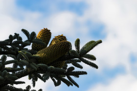 Stock Image: fir with big pine cones