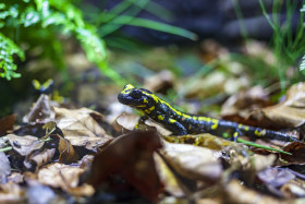 Stock Image: Fire salamander