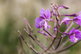 Stock Image: fireweed flower macro