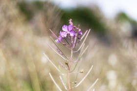 Stock Image: Fireweed flowers (Epilobium angustifolium)