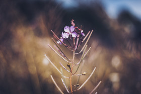 Stock Image: Fireweed flowers in the meadow