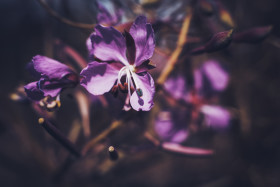 Stock Image: fireweed macro