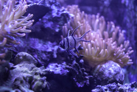 Stock Image: fish in a coral reef