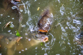 Stock Image: Fish in pond