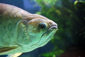 Stock Image: fish in water