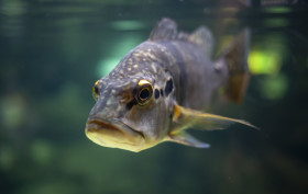 Stock Image: fish in water