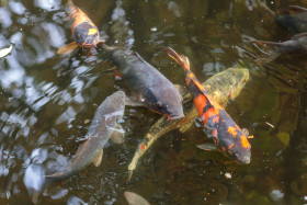 Stock Image: Fishes in a pond