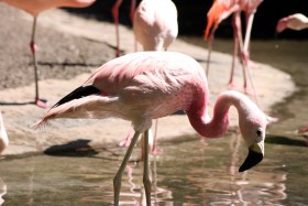 Stock Image: flamingo