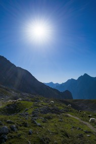 Stock Image: Flock of sheep grazing on beautiful mountain meadow