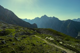 Stock Image: Flock of sheep grazing on beautiful mountain meadow