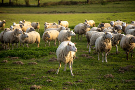 Stock Image: Flock of white sheep
