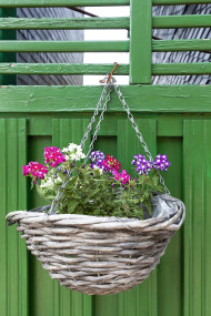 Stock Image: flower basket on a green fence