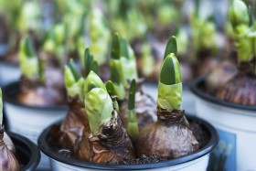 Stock Image: flower bulbs in a pot