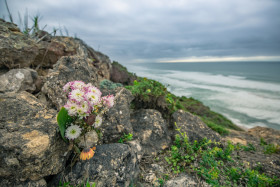 Stock Image: Flower on Magoitos beach