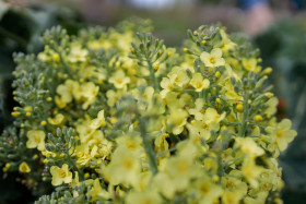 Stock Image: Flowering broccoli
