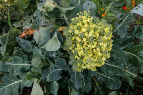Stock Image: Flowering broccoli grows in the garden