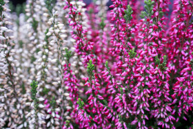 Stock Image: Flowering erica plant