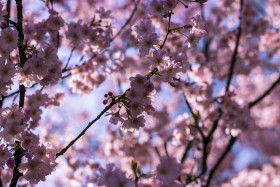 Stock Image: flowering japanese cherry