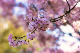 Stock Image: flowering japanese cherry prunus serrulata